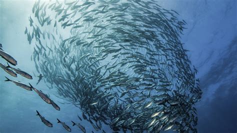 Sustainable Fishing .